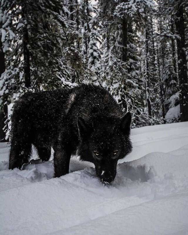 Black wolves appear to be the result of breeding.