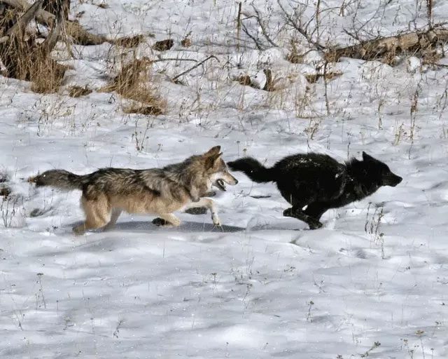 In fact, black wolves are actually gray wolves (Canis lupus).