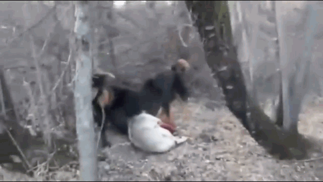 The unfortunate wolf encounters two Tibetan Mastiffs.