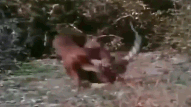 Ethiopian wolf battles with leopard.
