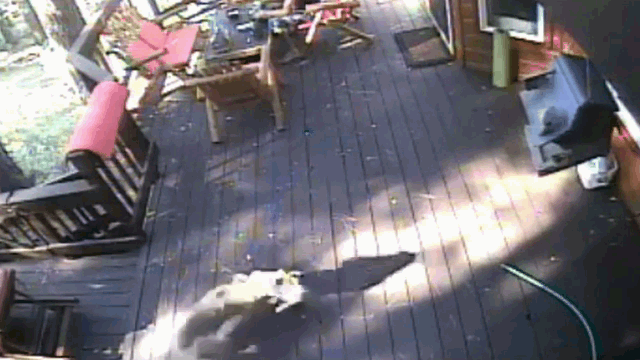 Coyote attacking a pet dog.