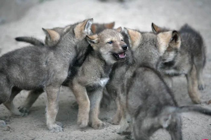 Wolves can eat anything to survive, even long-dead animals.