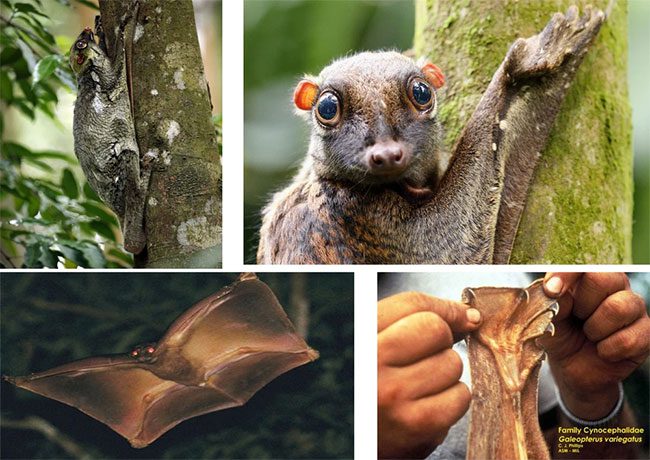 Sunda flying lemur