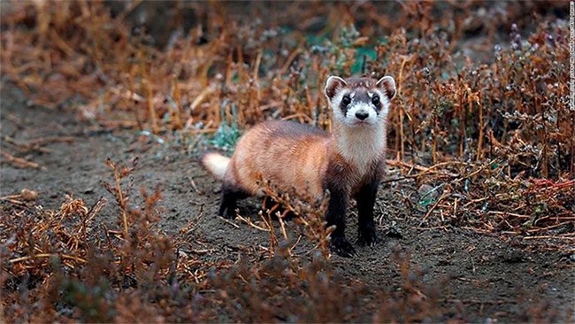 Black-footed Ferret