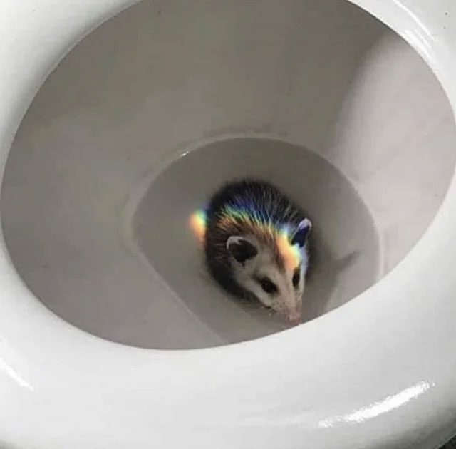 Possums can enter your toilet in a similar way to rats.