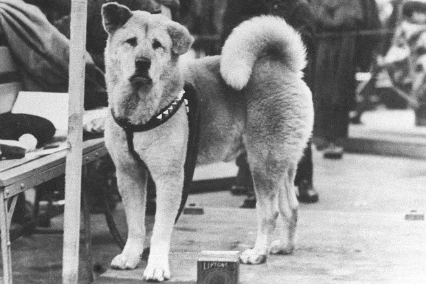 Hachiko the dog