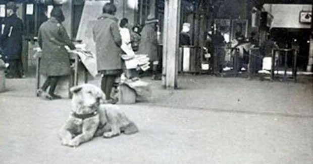 Hachiko patiently waiting for his deceased owner at Shibuya Station, Tokyo