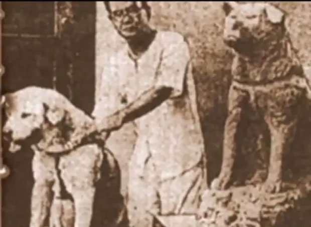 Hachiko had the opportunity to attend the inauguration of his own statue