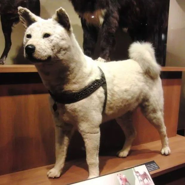 Hachiko's fur at the museum