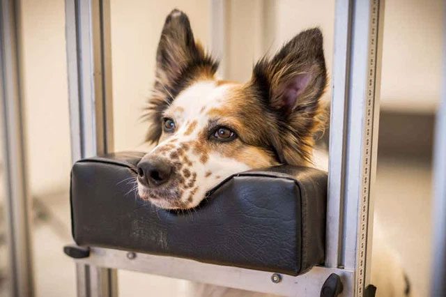 A dog participating in the experiment.