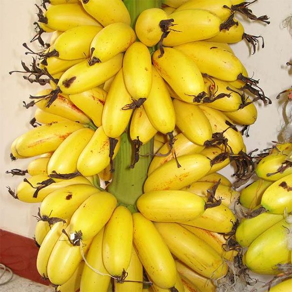 Royal Bananas are considered one of the best banana varieties in Vietnam.