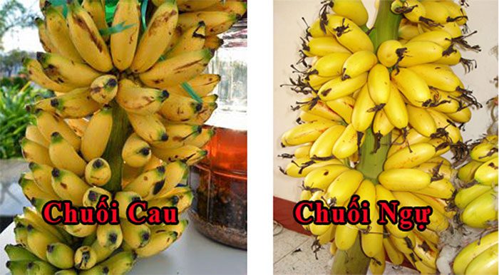 Distinguishing Royal Bananas from Other Bananas