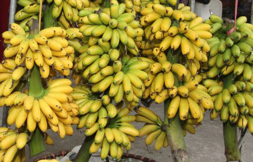 The best and most famous Royal Bananas are from Dai Hoang village.