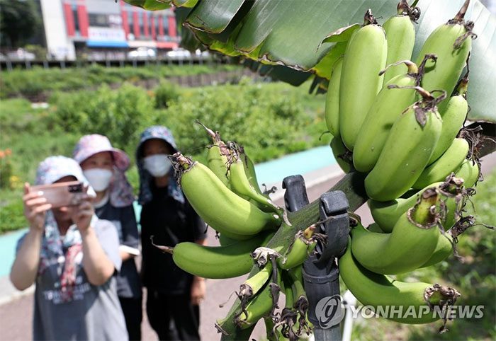 Local residents excitedly capture the moment a banana tree bears fruit