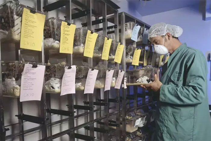 Housing is very important for the health of laboratory mice.