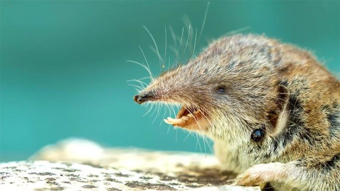 Shrew is a host for the Borna virus.