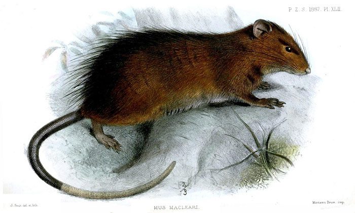 Illustration of the Christmas Island rat.