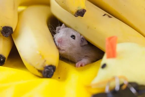 The pain relief due to stress is significantly higher in virgin male mice.