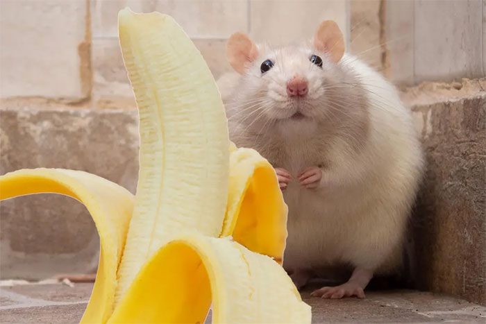 Exposure to n-pentyl acetate causes stress in male mice.