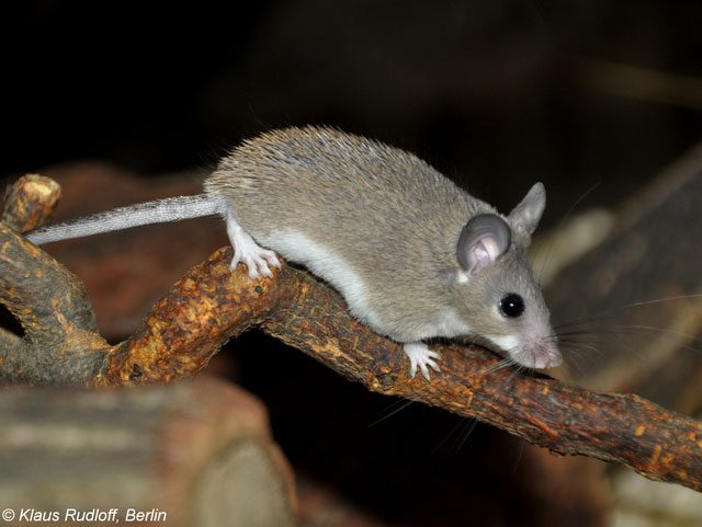 African spiny mice are among many species capable of regenerating important body parts.