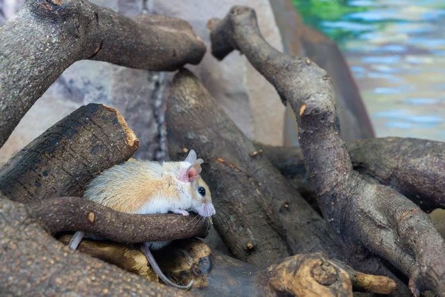 African Spiny Mouse.