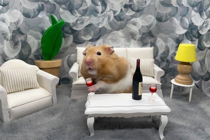 Hamsters are often kept as pets.