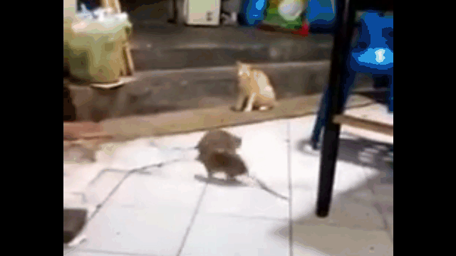 Two rats are fighting while the cat just sits and watches without reacting.