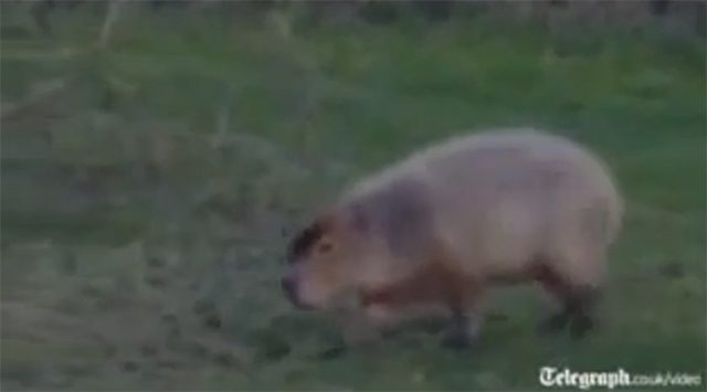The capybara is over 1 meter long.
