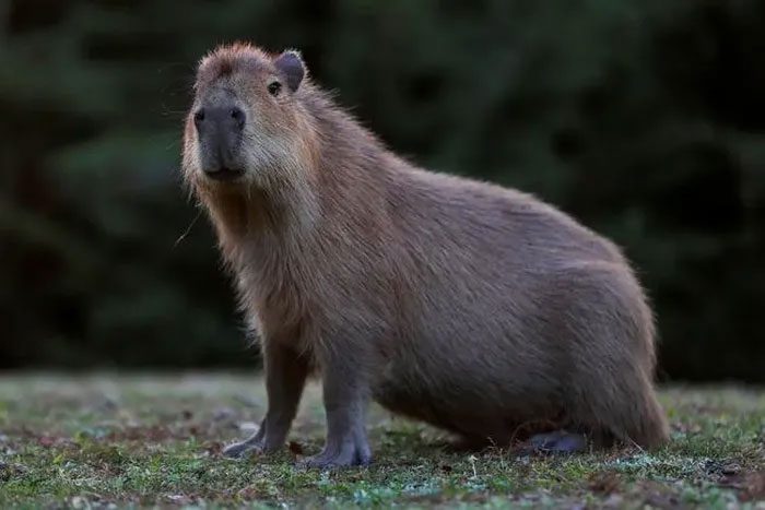 Image of a capybara.