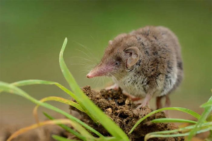Pygmy Shrew