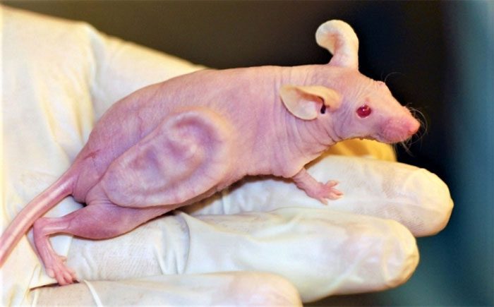 World medicine achieves great success in creating and 'implanting' body parts on living organisms.