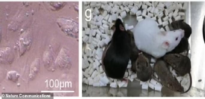 Soma cells and cloned mice in the laboratory