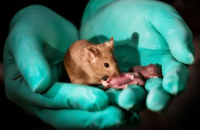 Successfully raised an adult mouse born from an unfertilized egg.