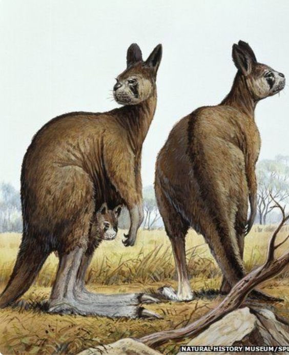 This strange kangaroo is a newly discovered primitive species.