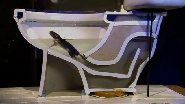 Rats often pursue food, and our pipes can be very attractive to them.