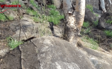 The snake expert also ran away when faced with this difficult situation.