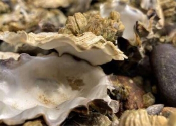 clams and oysters die in large numbers in the us due to heat 121342