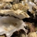 clams and oysters die in large numbers in the us due to heat 121342