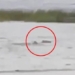 clear water where the crocodile swims in the street during hurricane ian in the us video confirmed to be real 100 123324