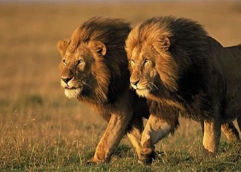 climate change causes lions and saber toothed tigers to go extinct 118403