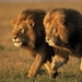 climate change causes lions and saber toothed tigers to go extinct 118403