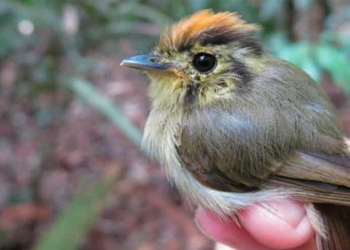 climate change causes small bird species to decline 117133
