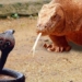 clip ran ho mang chua danh nhau voi rong komodo va cai ket gay can 119193