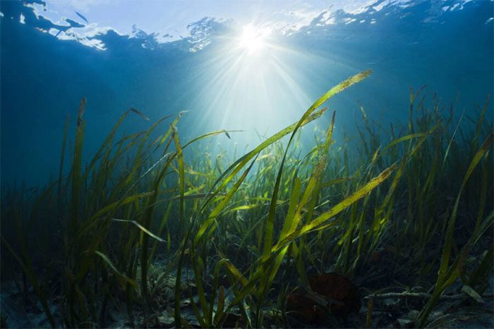 Seagrass is a higher plant with roots, stems, leaves, flowers, and seeds.
