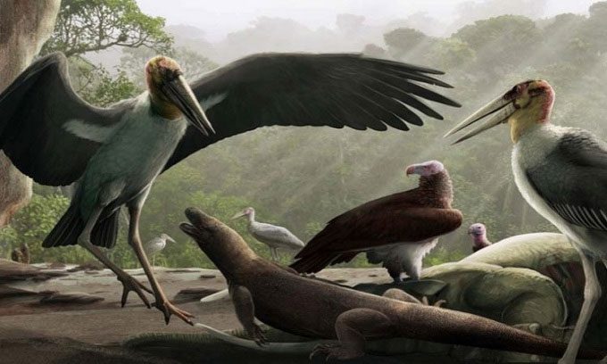Reconstruction of the giant stork of Flores Island.