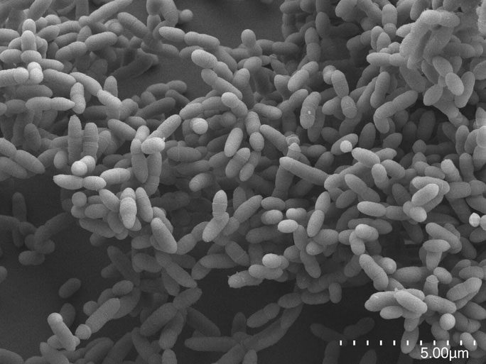 Archaea