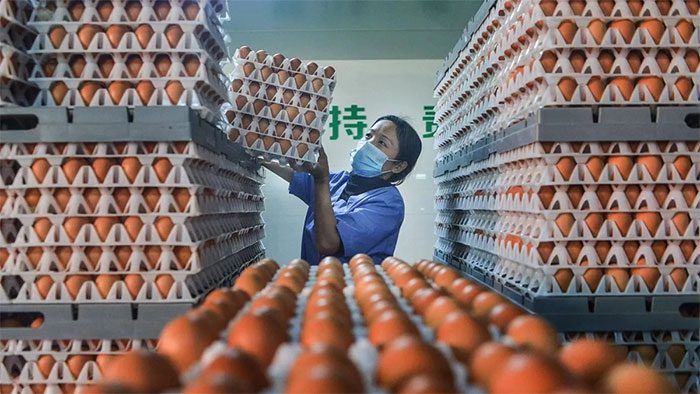 An egg production facility in Hubei province, Central China.