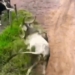 co tinh di gay su cho pitbull bi bo huc vang len khong trung 117937