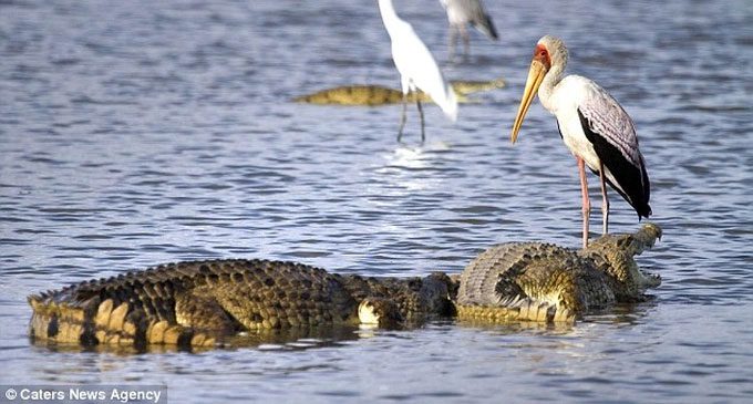 The heron calmly hunting fish next to a group of crocodiles.