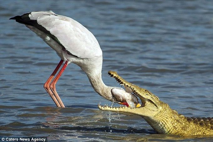 A heron almost caught by a crocodile.